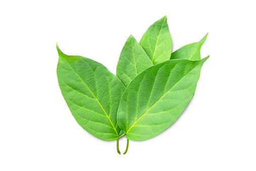 Blutforde bevat Gymnema sylvestre-extract